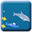 Dolphin Olympics