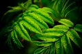 Sorbus