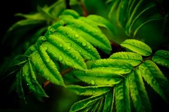 Sorbus