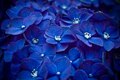 Blue Flowers