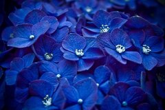 Blue Flowers