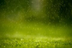 Rain Drop