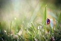 ladybug on the grass