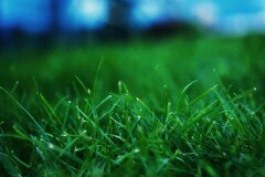 Grass