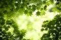 green leaves