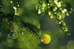 Picea2