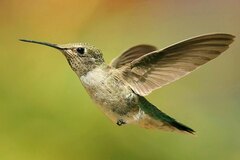 Kolibri