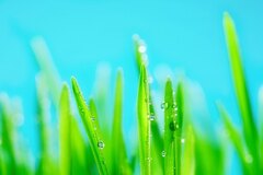 Bright Green Grass