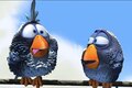 Animation Birds