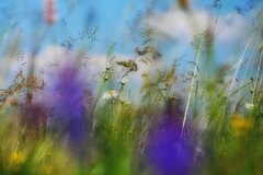 Meadow