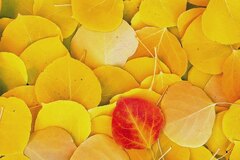 Autumn Leafs