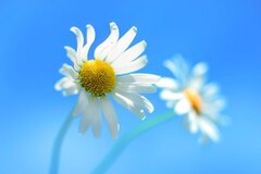 Leucanthemum vulgare