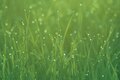 Grass