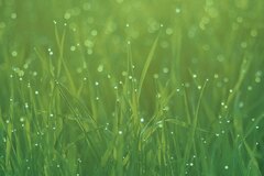 Grass