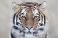 Mighty Tiger
