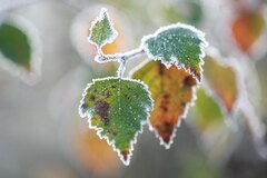 First Frost