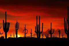 Cacti