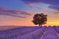 Lavender Field