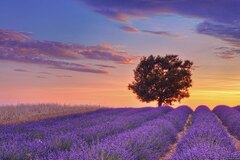 Lavender Field
