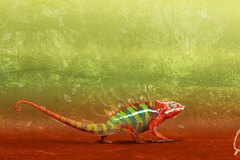 Chameleon - Bukalemun
