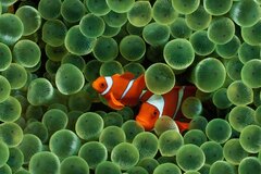 Red Fish