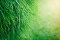 grass