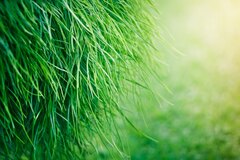 grass