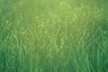 Grass