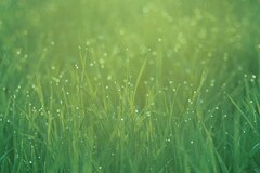Grass