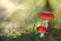 Mushroom