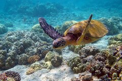 Ocean Turtle