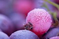 Frozen Fruits