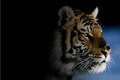 Tiger2
