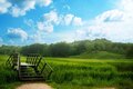 Green and Beautiful Sky