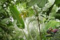 Yandex: Chameleon (Яндекс: Хамелеон)