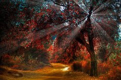 Autumn Light