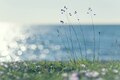 Soft Light