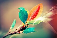 Leaves