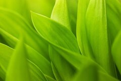 Green Grass