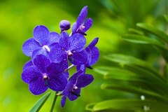 Blue - Flower