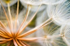Soft