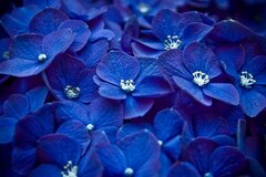Blue Flowers