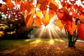 Autumn Leaves
