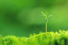 Green Plant