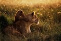 African lion