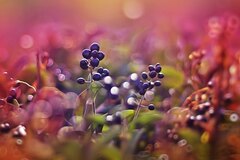 Fruits