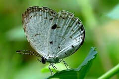 Butterfly on a Leaf