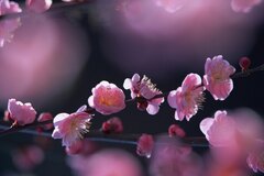 Cherryflower