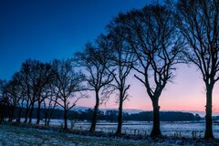 Norway Trees