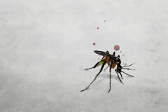 Mosquito